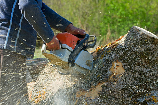 Best Hedge Trimming  in Celina, TX